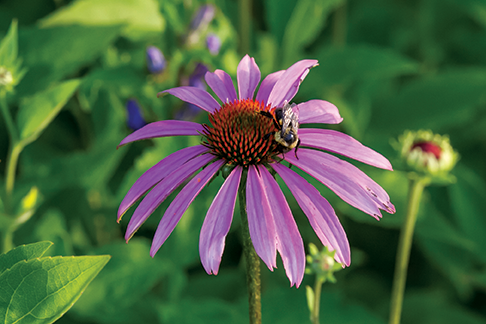 An endangered rusty patched bumble bee was spotted at AriensCo's conservation grounds.